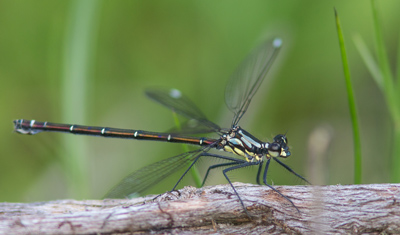 Austroargiolestes alpinus